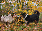 playing Australian Shepherds
