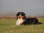Australian Shepherd