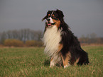 Australian Shepherd