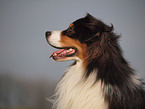 Australian Shepherd Portrait