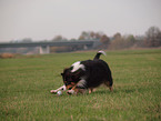 playing Australian Shepherd