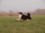 running Australian Shepherd