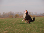 playing Australian Shepherd