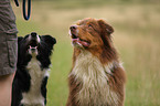 Australian Shepherd and Border Collie