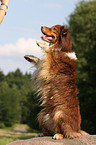 Australian Shepherd shows trick