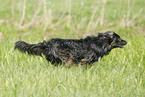 running Australian Shepherd