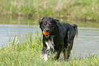 playing Australian Shepherd