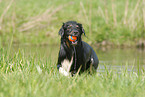 playing Australian Shepherd
