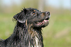 Australian Shepherd Portrait