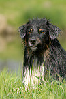 Australian Shepherd