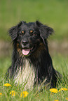 Australian Shepherd