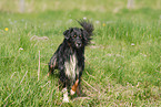 Australian Shepherd