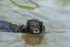 swimming Australian Shepherd