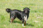 Australian Shepherd