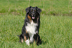 Australian Shepherd