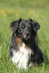 Australian Shepherd