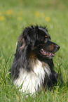 Australian Shepherd