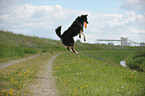 playing Australian Shepherd
