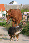 Australian Shepherd and foal