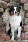 Australian Shepherd