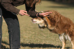 woman and Australian Shepherd