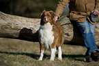ill Australian Shepherd