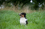 Australian Shepherd Puppy