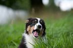 Australian Shepherd Puppy