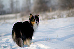 standing Australian Shepherd