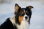 Australian Shepherd Portrait