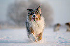 running Australian Shepherd