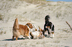 playing Australian Shepherds