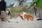 3 dogs
