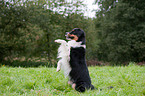 Australian Shepherd shows trick