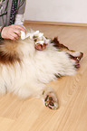 Australian Shepherd