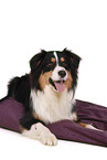lying Australian Shepherd