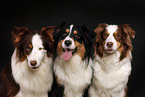 Australian Shepherds