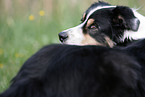 Australian Shepherd