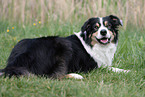 Australian Shepherd