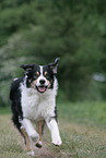 Australian Shepherd