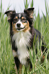 Australian Shepherd