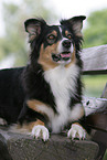 Australian Shepherd