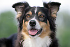 Australian Shepherd