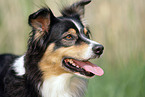 Australian Shepherd