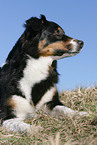 Australian Shepherd