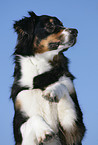 Australian Shepherd