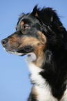Australian Shepherd