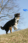 Australian Shepherd