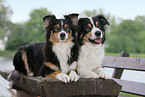 Australian Shepherds