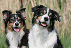 Australian Shepherds